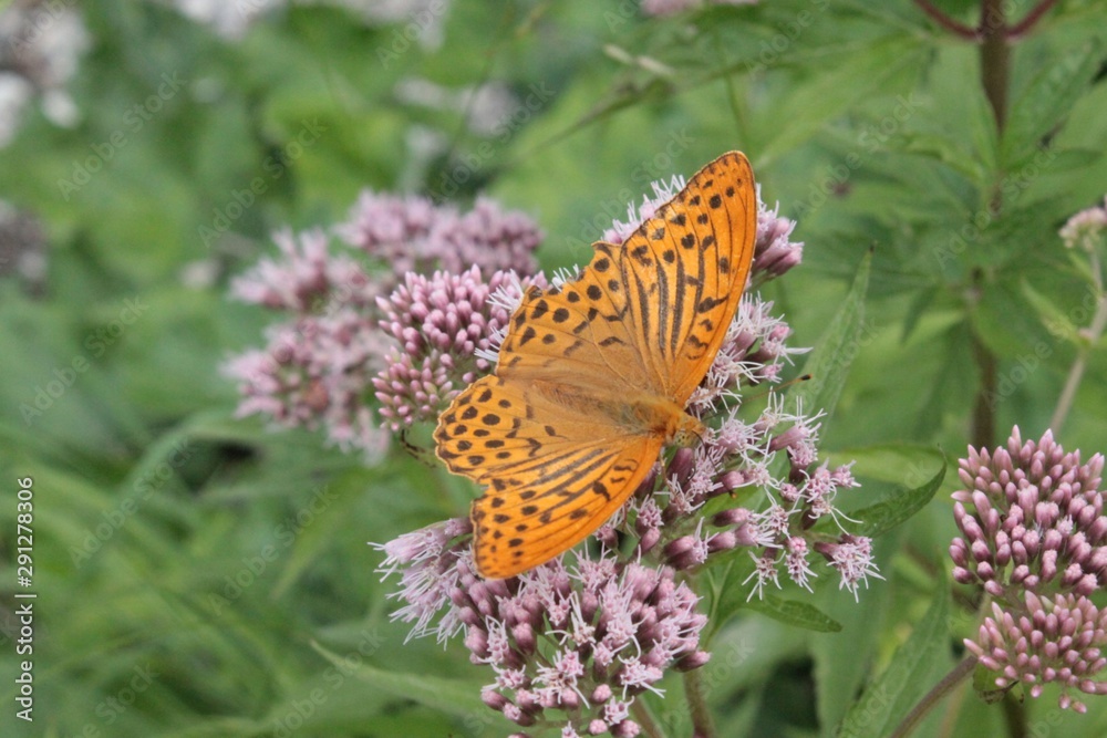 schmetterling schmetterling
