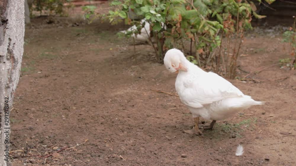 Domestic white ducks brush and clean their plumage and feathers. Birds at the poultry farm. Autumn in the village Domestic white ducks brush and clean their plumage and feathers. Birds at the poultry farm. Autumn in the village