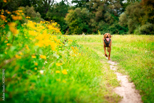 Schilderij op canvas Cute happy vizsla puppy running through meadow full of flowers