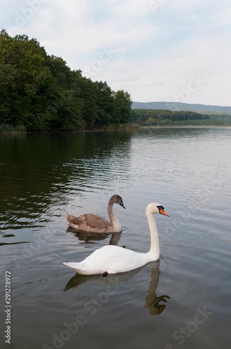 white swans on a forest lake swim beautifully