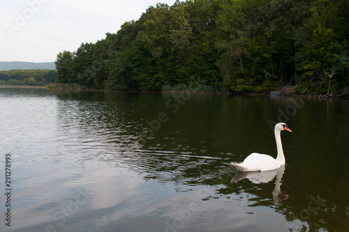 white swans on a forest lake swim beautifully