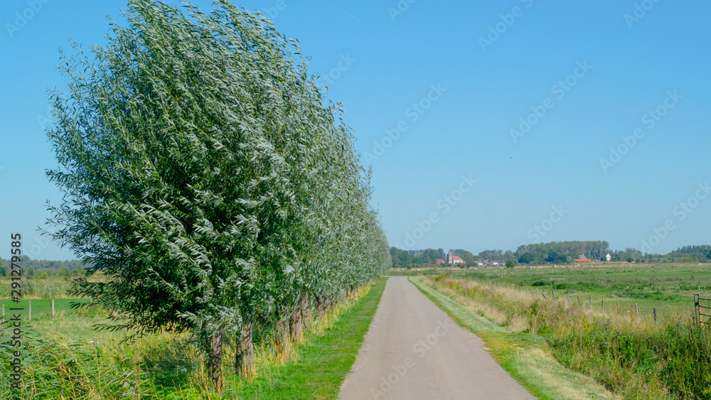 Fototapeta premium Polder Road with row of trees