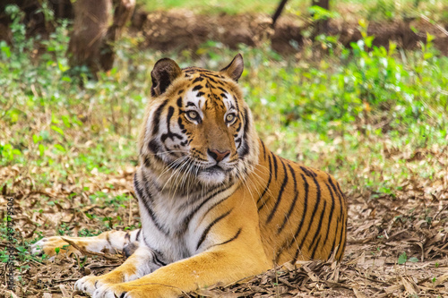 Fototapeta Naklejka Na Ścianę i Meble -  Royal bengal tiger