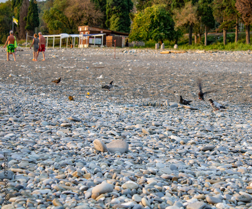 Pigeons walk on the beach with pebbles on the Black Sea. photo