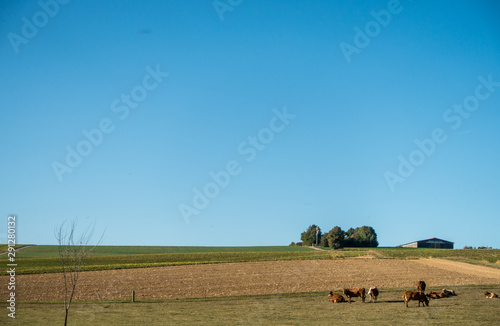 Kühe und Rinder grasen auf der Weide
