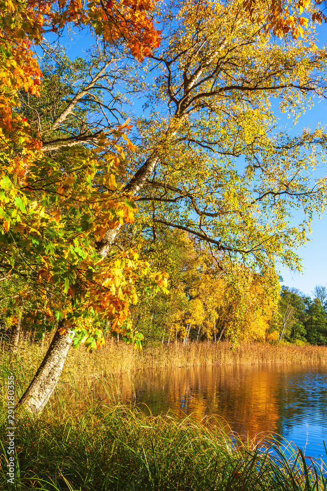 Beautiful autumn colors by a forest lake