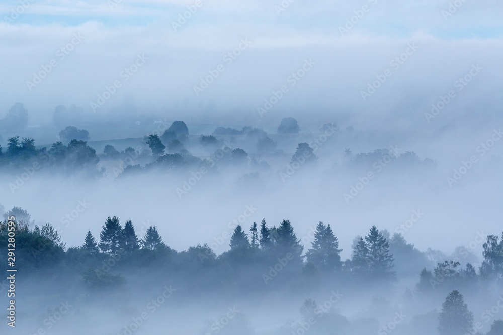 Dawn fog with tree silhouettes