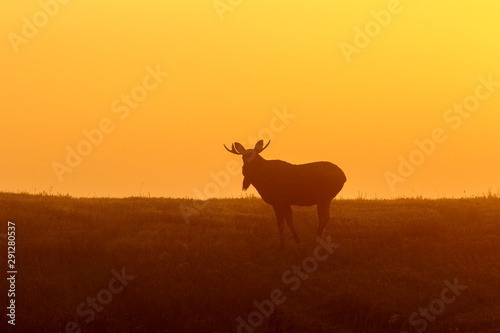 Bull Moose in a meadow at dawn