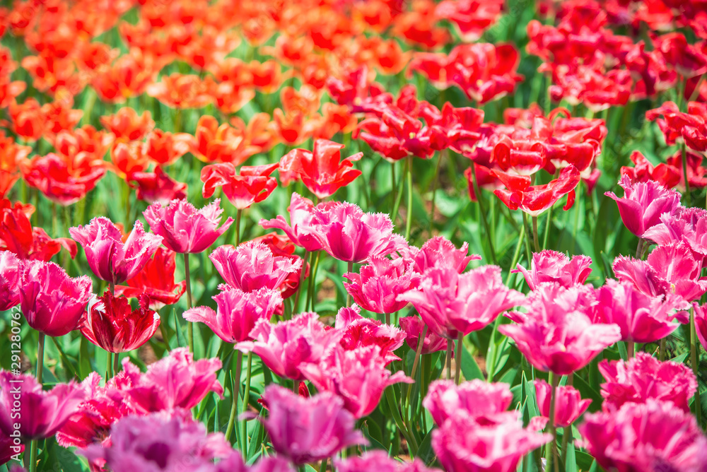 Beautiful colorful tulips in spring garden. Tulips of different colors on a sunny day on a green background. 