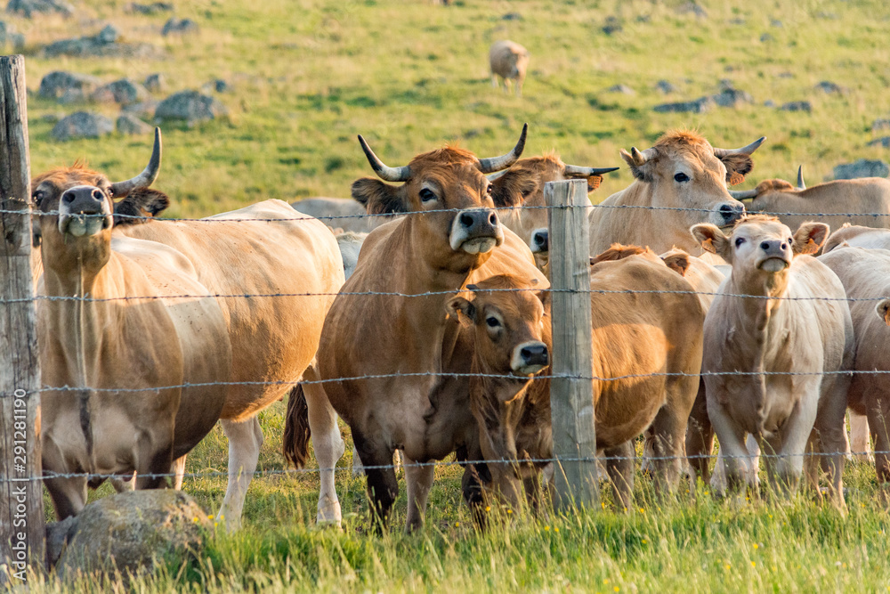 The herd of Aubrac cows gathering behind the barbed wire fence The herd of Aubrac cows gathering behind the barbed wire fence