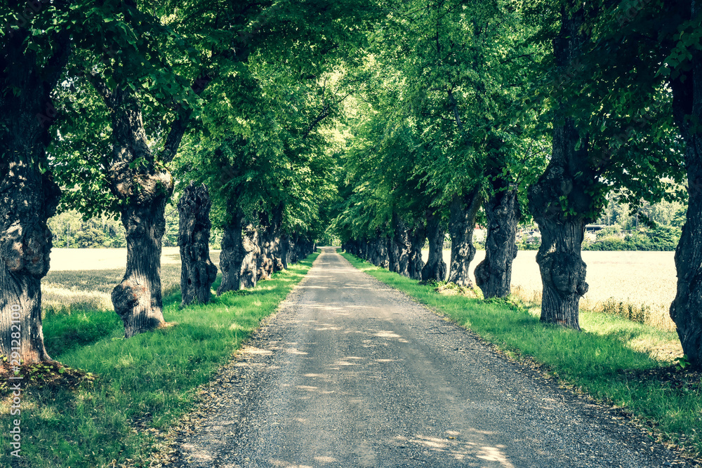 Fototapeta premium A road on the countryside with trees on the side