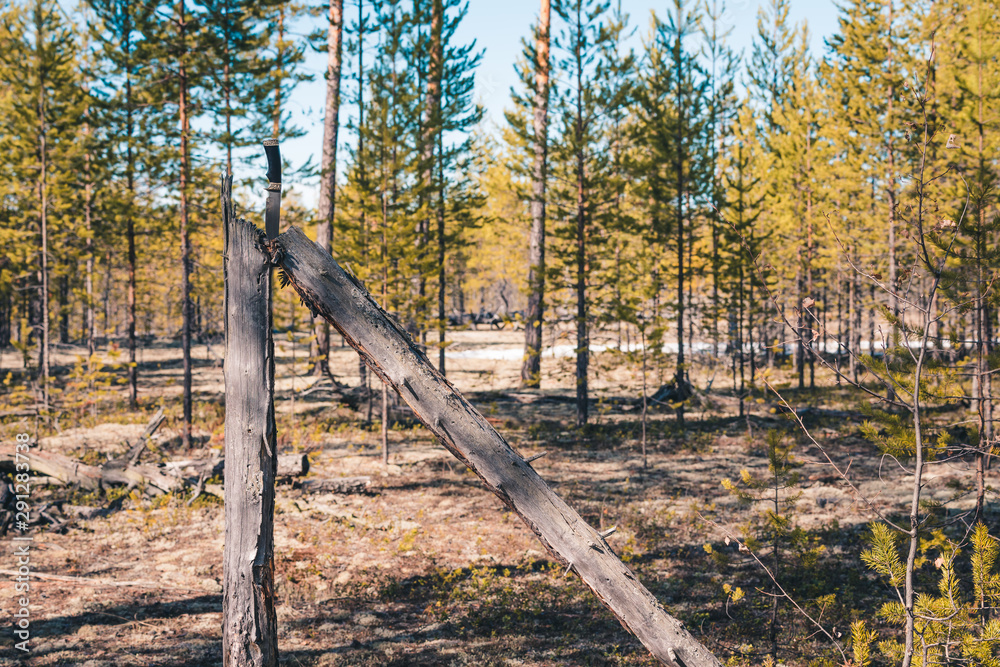 Fototapeta premium Cutting knife on tree in the forest chopped in half.