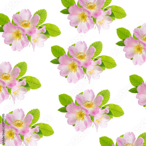 Three flowers of pink wild ...
