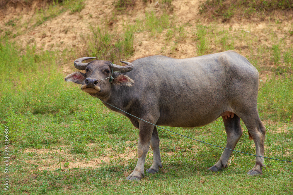 Vietnamese bull in a field, At grass in the countryside Vietnamese bull in a field, At grass in the countryside