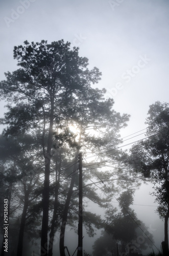Mist in the forest  morning time