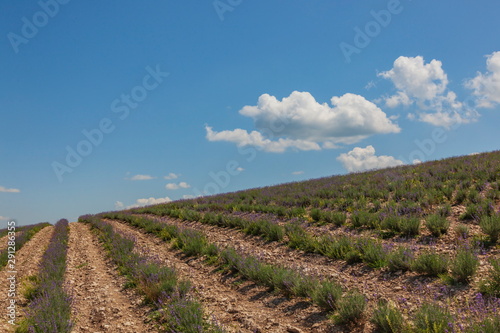 Lavender fields in the hills under the blue sky