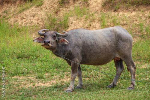 Vietnamese bull in a field  At grass in the countryside