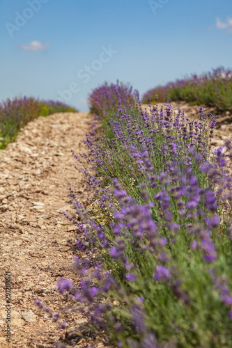 Lavender fields in the hills under the blue sky