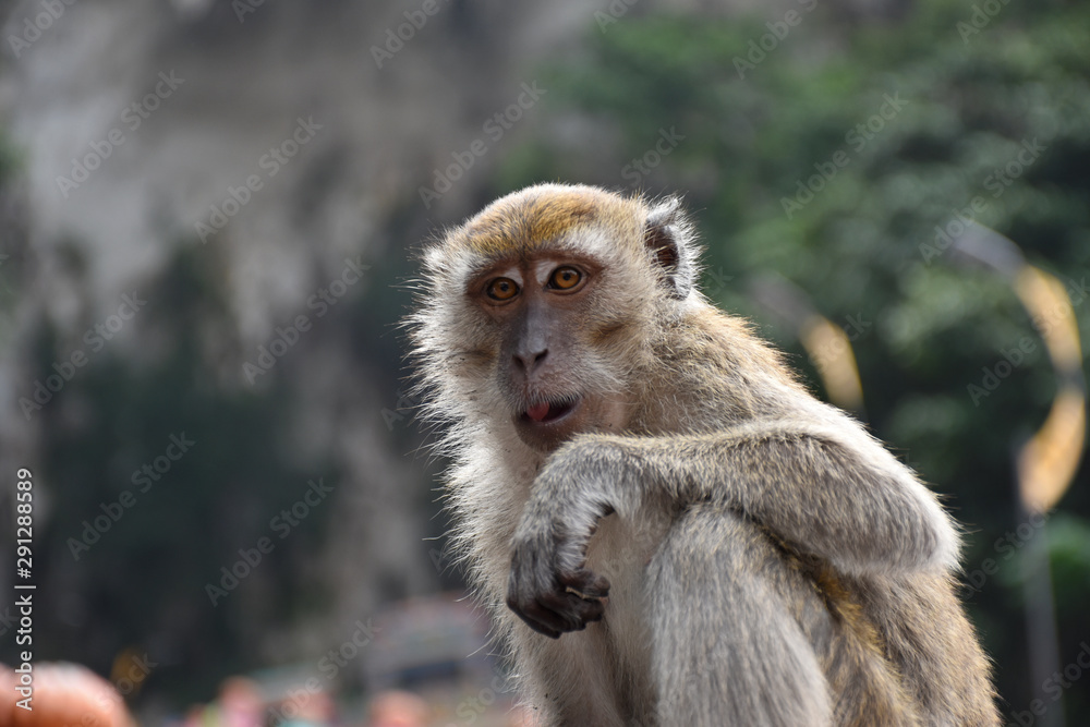 Crab-eating macaque, Macaca fascicularis, also known as the long-tailed macaque, monkey Crab-eating macaque, Macaca fascicularis, also known as the long-tailed macaque, monkey