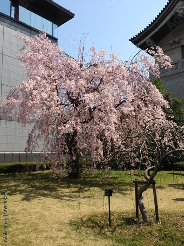 Fototapeta Naklejka Na Ścianę i Meble -  Cherry Blossom in front of an Old House