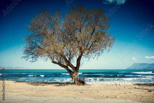 Fototapeta Naklejka Na Ścianę i Meble -  Bare tree on sand by sea