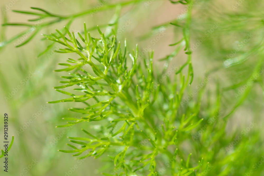 Fennel Fennel