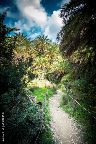 Beauty of Palm trees on the footpath of Greece islands  Greece