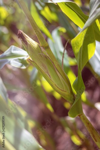 Corn on the cob - Mature maize ear on a stalk with leaves, in a cornfield