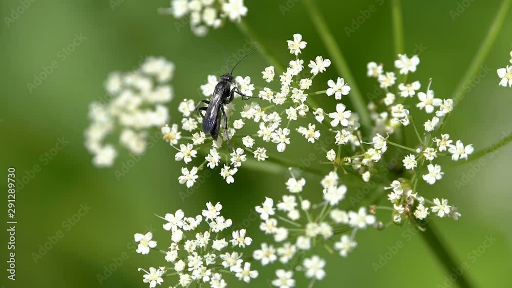 A black fly on top of the white small flowers A black fly on top of the white small flowers