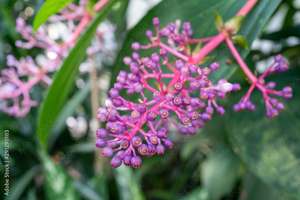 Fototapeta premium Clerodendrum paniculatum flower closeup from china