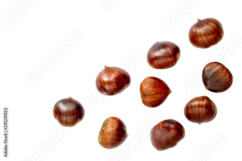 Photos Chestnut Isolated