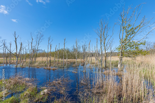 Naturschutzgebiet Sundische Wiese auf der Halbinsel Zingst