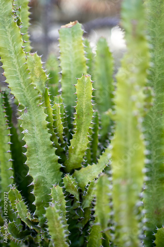 Euphorbia tetragona cactus closeup bokeh