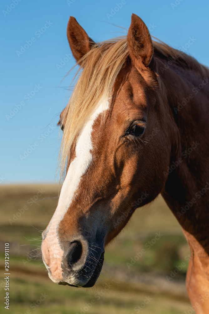 A wild horse on a mountain in the welsh brecon beacons park countryside, Wales, UK A wild horse on a mountain in the welsh brecon beacons park countryside, Wales, UK