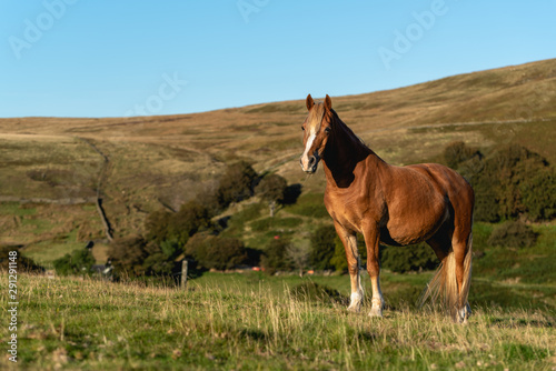 A wild horse on a mountain in the welsh brecon beacons park countryside, Wales, UK