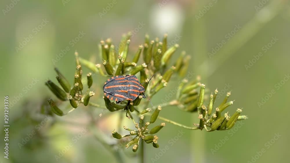 A black and orange ladybug on the flowers A black and orange ladybug on the flowers