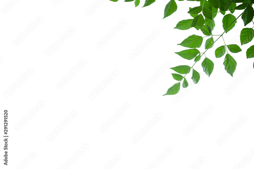 Close up of nature view green cork tree leaf on white background under sunlight and copy space using as background natural plants landscape, ecology wallpaper concept. Close up of nature view green cork tree leaf on white background under sunlight and copy space using as background natural plants landscape, ecology wallpaper concept.