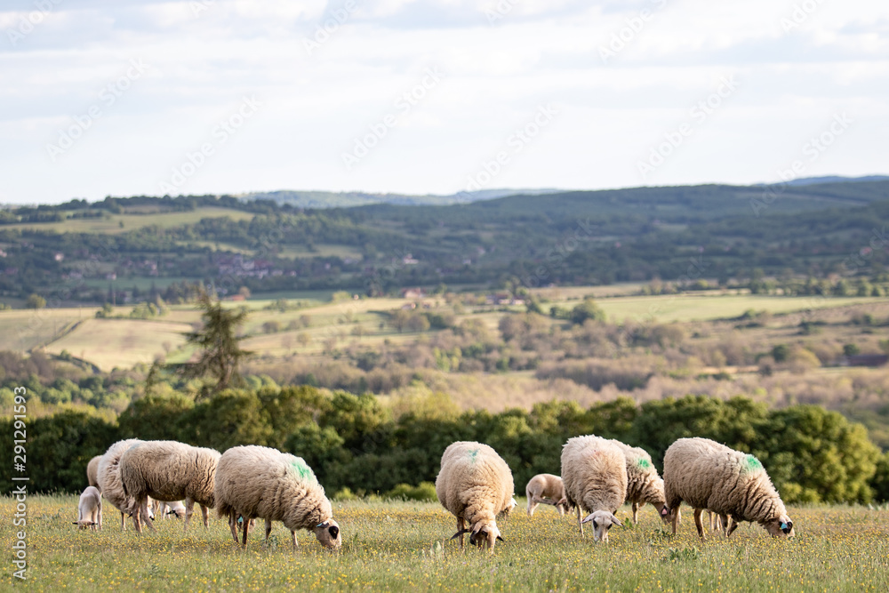 Obraz premium BREBIS QUERCINOISE