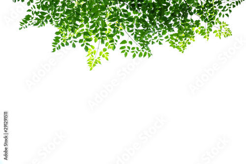 Close up of nature view green cork tree leaf on white background under sunlight and copy space using as background natural plants landscape, ecology wallpaper concept.
