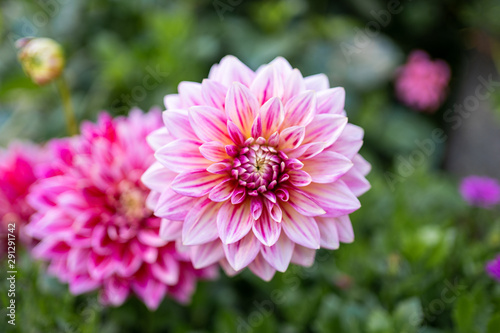 Dahlia closup isolated ping white