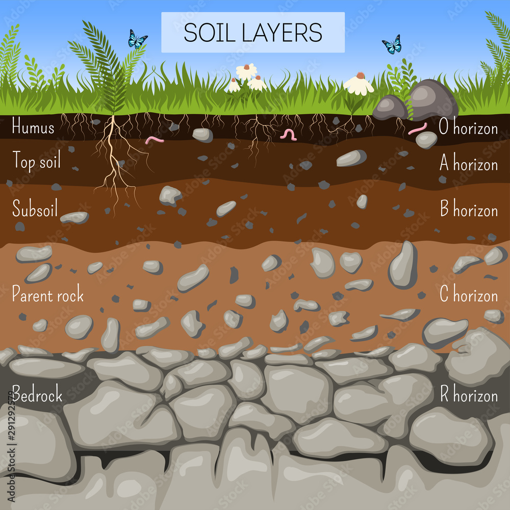 Soil Layers Diagram With Grass Earth Texture Stones Plant Roots
