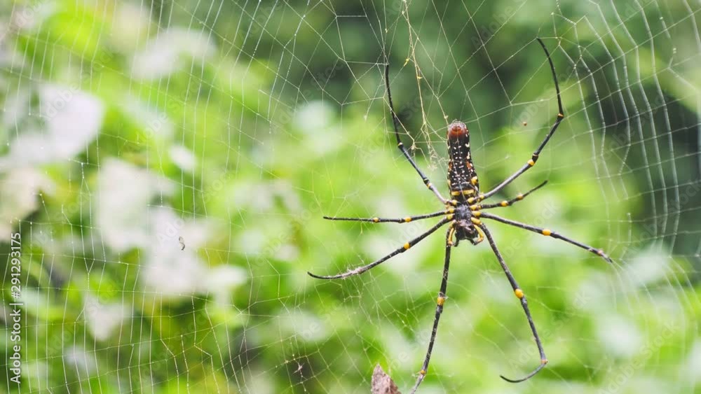 Spider is hunted and killed on web in forest. Spider is hunted and killed on web in forest.