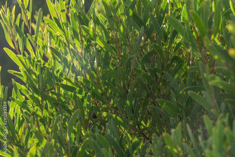 Fototapeta premium Green bush with oblong leaves in the evening sunlight filling the entire frame as if shot from the inside
