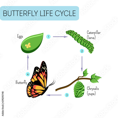 Life cycle of butterfly.