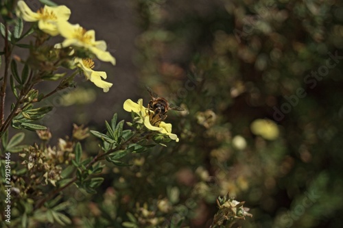 Bee