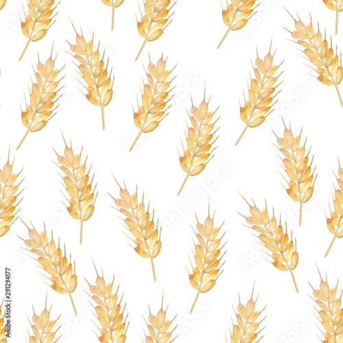 Hand drawn spikelet of wheat