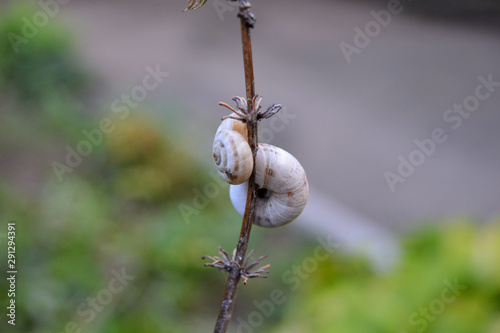 Two snails are sitting on a thin branch dry grass.