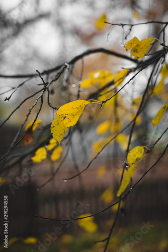 autumn yellow leaves and branches with water drops.