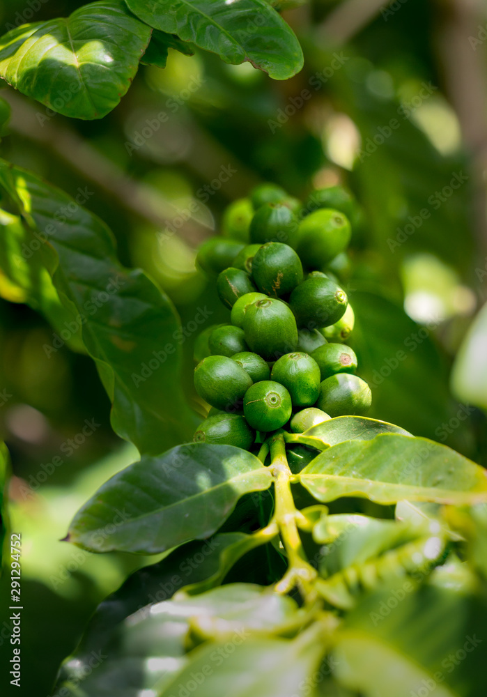 arabica coffee berries ripen in the sun at the Kauai Coffee Company plantation near the town of Kalaheo. i can smell them roasting the green beans from this spot arabica coffee berries ripen in the sun at the Kauai Coffee Company plantation near the town of Kalaheo. i can smell them roasting the green beans from this spot