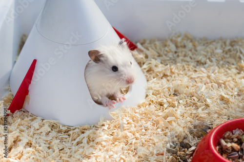A cute white hamster sits in his house among the sawdust. The concept of care for hamsters, pets, rodents. Image.